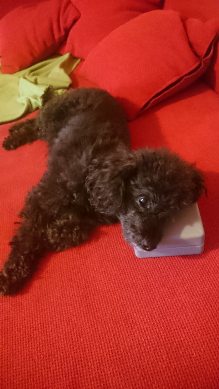 Hey Pandas, This Time Share Pictures Of Your Doggos And Puppers Acting Weird Hey Pandas, This Time Share Pictures Of Your Doggos And Puppers Acting Weird