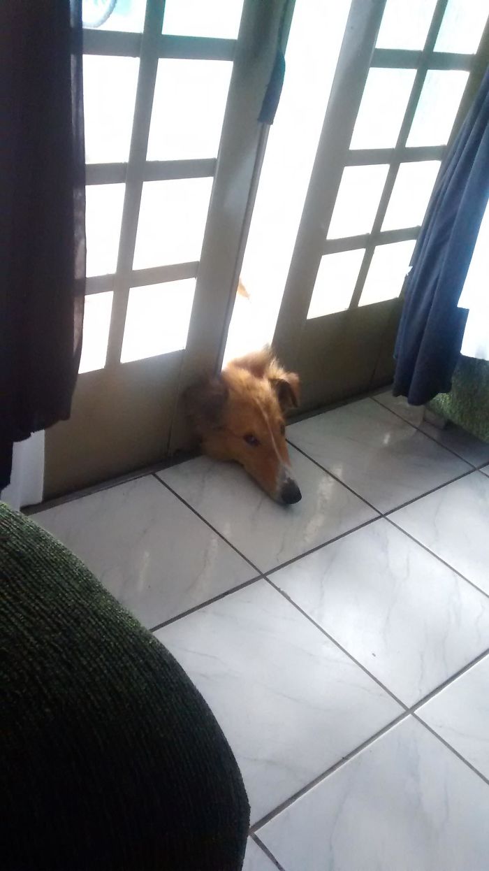 Hey Pandas, This Time Share Pictures Of Your Doggos And Puppers Acting Weird Hey Pandas, This Time Share Pictures Of Your Doggos And Puppers Acting Weird