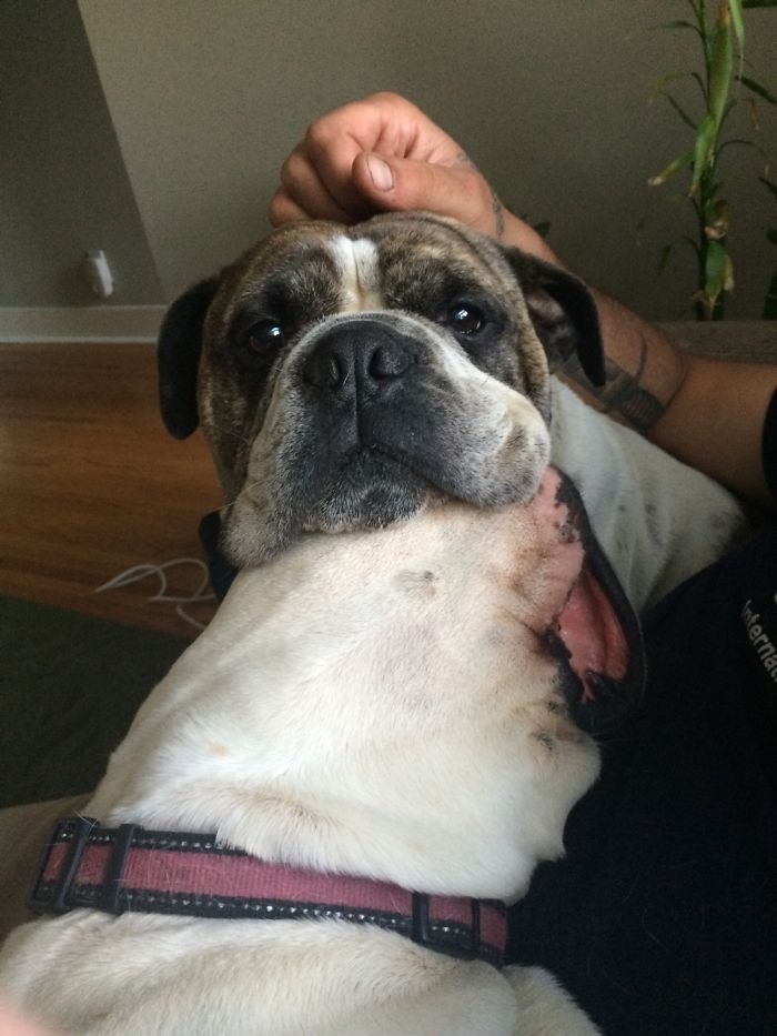 Hey Pandas, This Time Share Pictures Of Your Doggos And Puppers Acting Weird Hey Pandas, This Time Share Pictures Of Your Doggos And Puppers Acting Weird