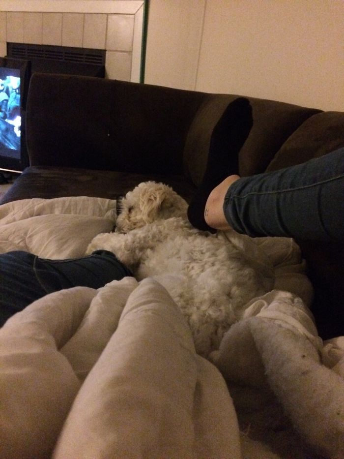 Hey Pandas, This Time Share Pictures Of Your Doggos And Puppers Acting Weird Hey Pandas, This Time Share Pictures Of Your Doggos And Puppers Acting Weird