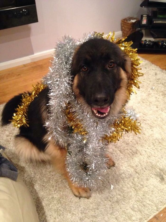 Hey Pandas, This Time Share Pictures Of Your Doggos And Puppers Acting Weird Hey Pandas, This Time Share Pictures Of Your Doggos And Puppers Acting Weird