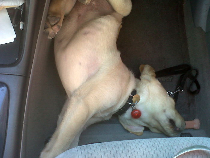 Hey Pandas, This Time Share Pictures Of Your Doggos And Puppers Acting Weird Hey Pandas, This Time Share Pictures Of Your Doggos And Puppers Acting Weird