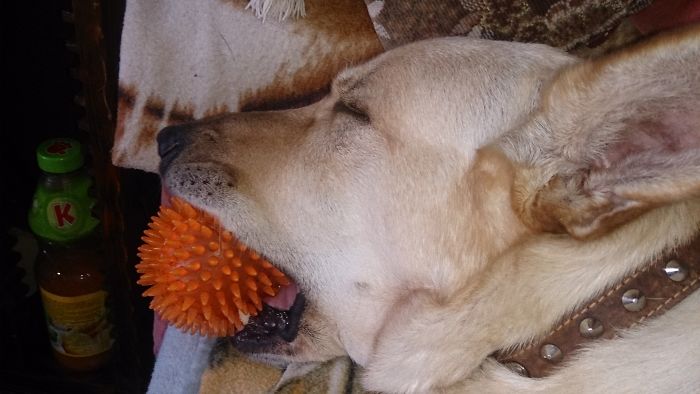 Hey Pandas, This Time Share Pictures Of Your Doggos And Puppers Acting Weird Hey Pandas, This Time Share Pictures Of Your Doggos And Puppers Acting Weird