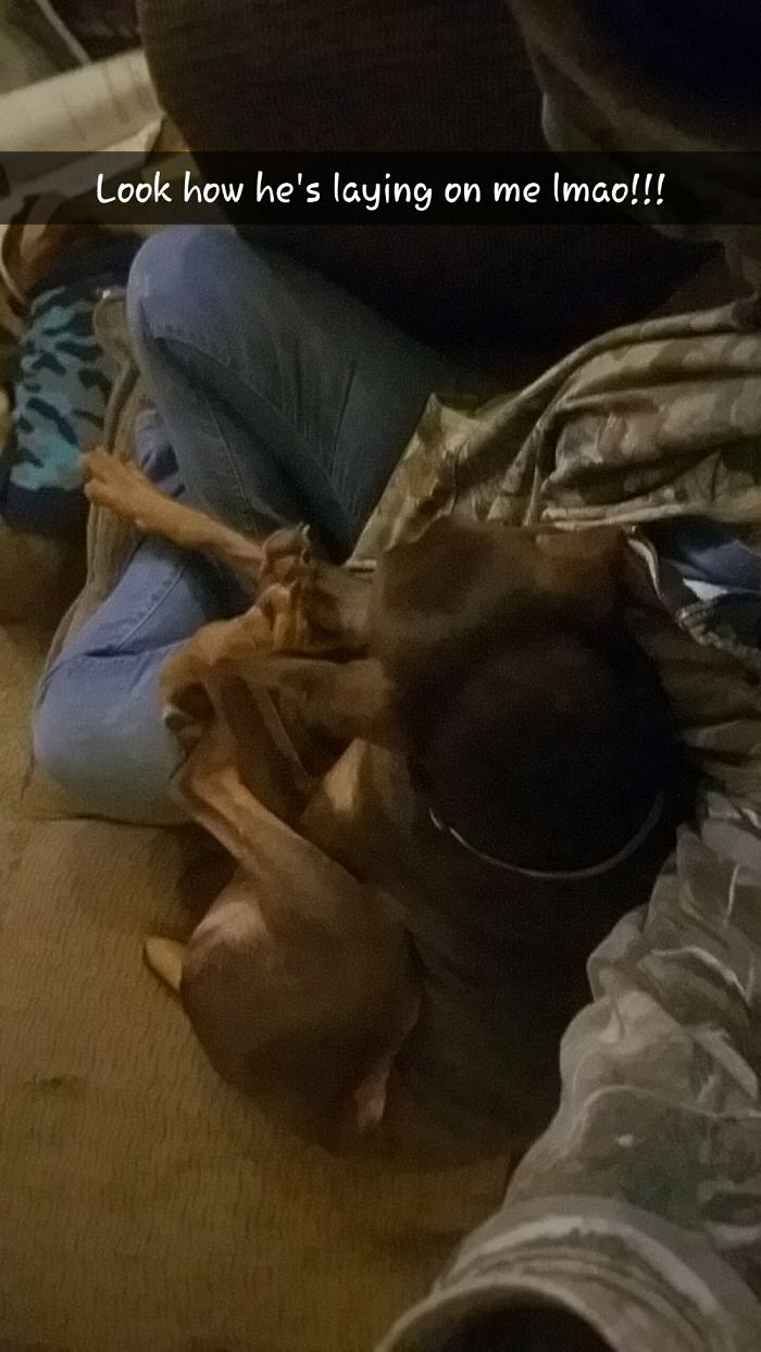 Hey Pandas, This Time Share Pictures Of Your Doggos And Puppers Acting Weird Hey Pandas, This Time Share Pictures Of Your Doggos And Puppers Acting Weird