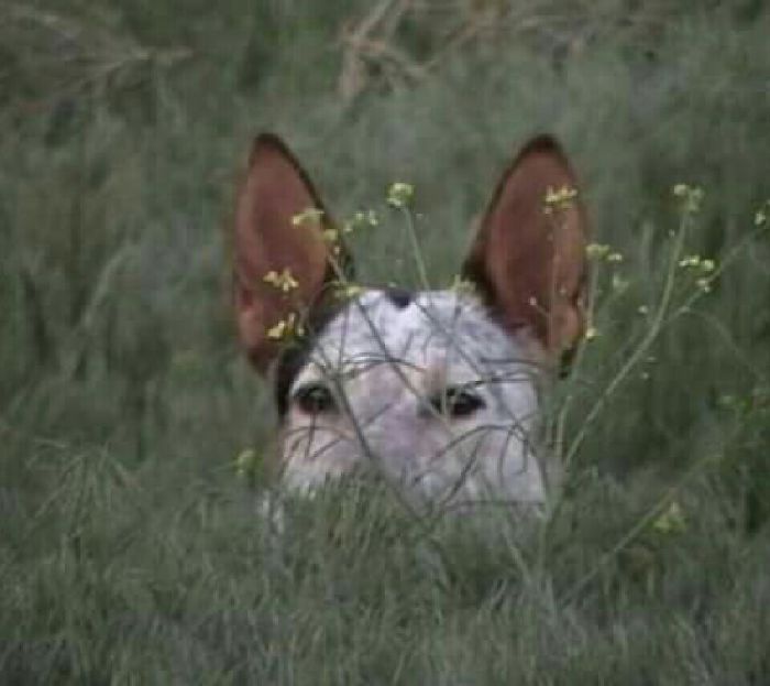 Hey Pandas, This Time Share Pictures Of Your Doggos And Puppers Acting Weird Hey Pandas, This Time Share Pictures Of Your Doggos And Puppers Acting Weird