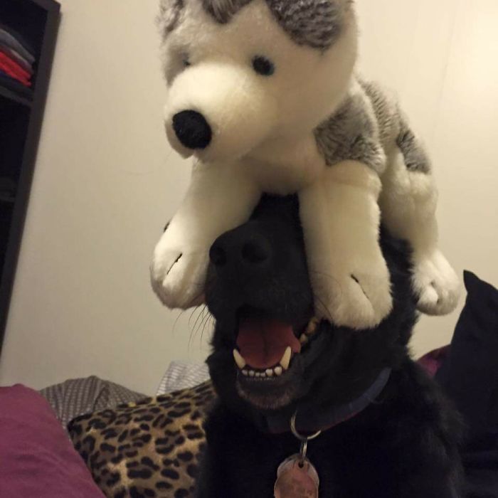 Hey Pandas, This Time Share Pictures Of Your Doggos And Puppers Acting Weird Hey Pandas, This Time Share Pictures Of Your Doggos And Puppers Acting Weird