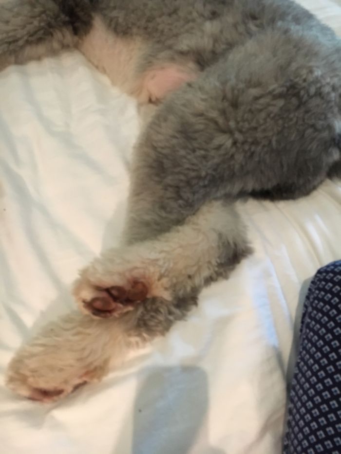 Hey Pandas, This Time Share Pictures Of Your Doggos And Puppers Acting Weird Hey Pandas, This Time Share Pictures Of Your Doggos And Puppers Acting Weird