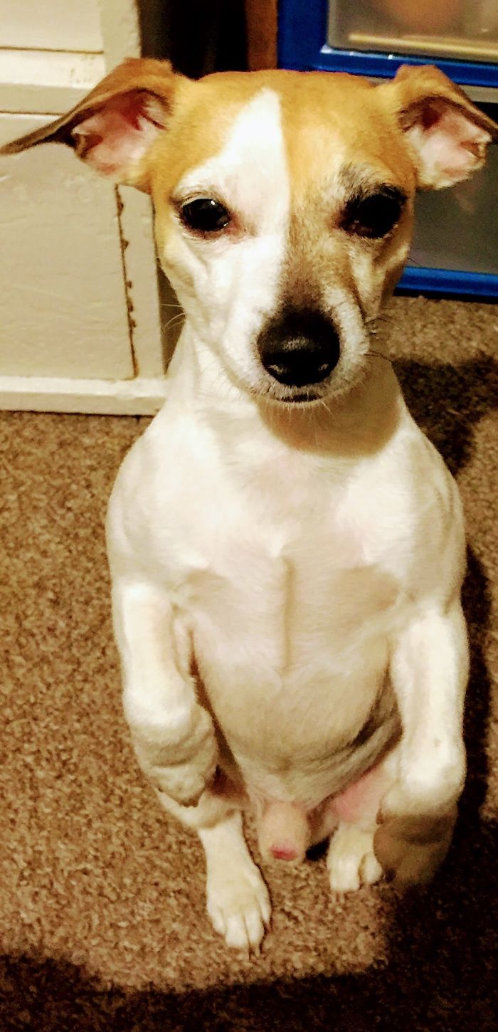 Hey Pandas, This Time Share Pictures Of Your Doggos And Puppers Acting Weird Hey Pandas, This Time Share Pictures Of Your Doggos And Puppers Acting Weird