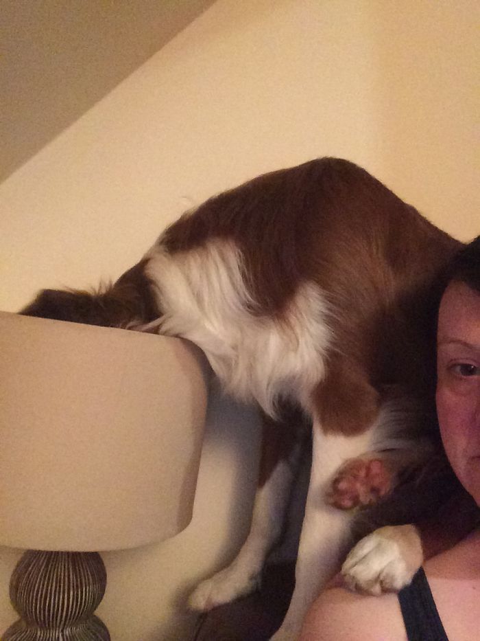 Hey Pandas, This Time Share Pictures Of Your Doggos And Puppers Acting Weird Hey Pandas, This Time Share Pictures Of Your Doggos And Puppers Acting Weird