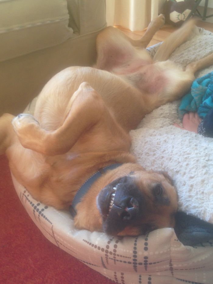 Hey Pandas, This Time Share Pictures Of Your Doggos And Puppers Acting Weird Hey Pandas, This Time Share Pictures Of Your Doggos And Puppers Acting Weird