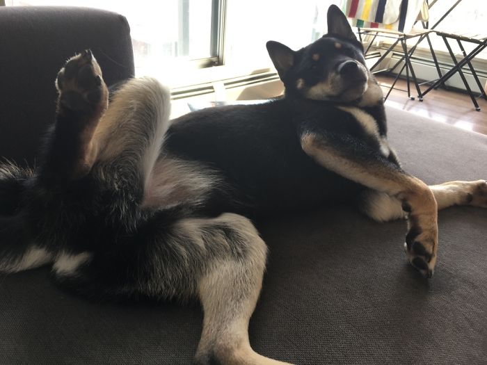 Hey Pandas, This Time Share Pictures Of Your Doggos And Puppers Acting Weird Hey Pandas, This Time Share Pictures Of Your Doggos And Puppers Acting Weird