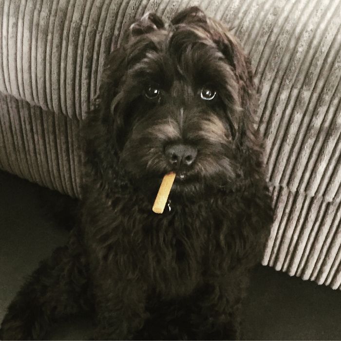 Hey Pandas, This Time Share Pictures Of Your Doggos And Puppers Acting Weird Hey Pandas, This Time Share Pictures Of Your Doggos And Puppers Acting Weird