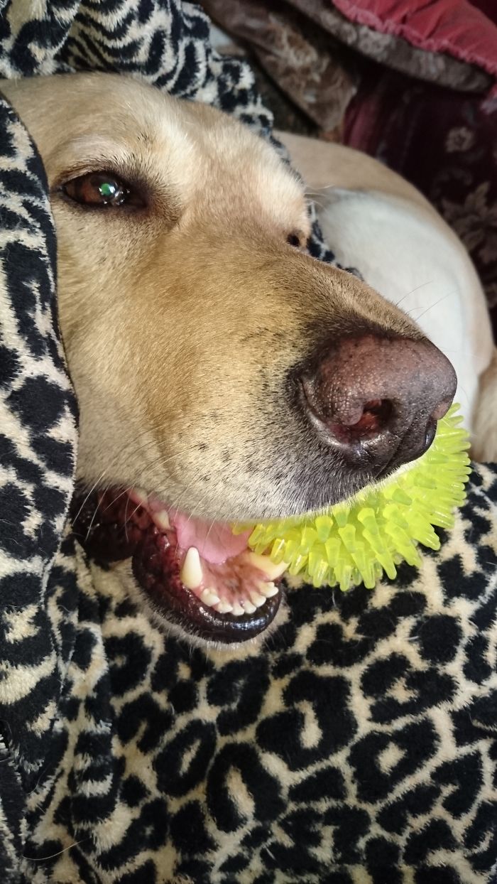 Hey Pandas, This Time Share Pictures Of Your Doggos And Puppers Acting Weird Hey Pandas, This Time Share Pictures Of Your Doggos And Puppers Acting Weird