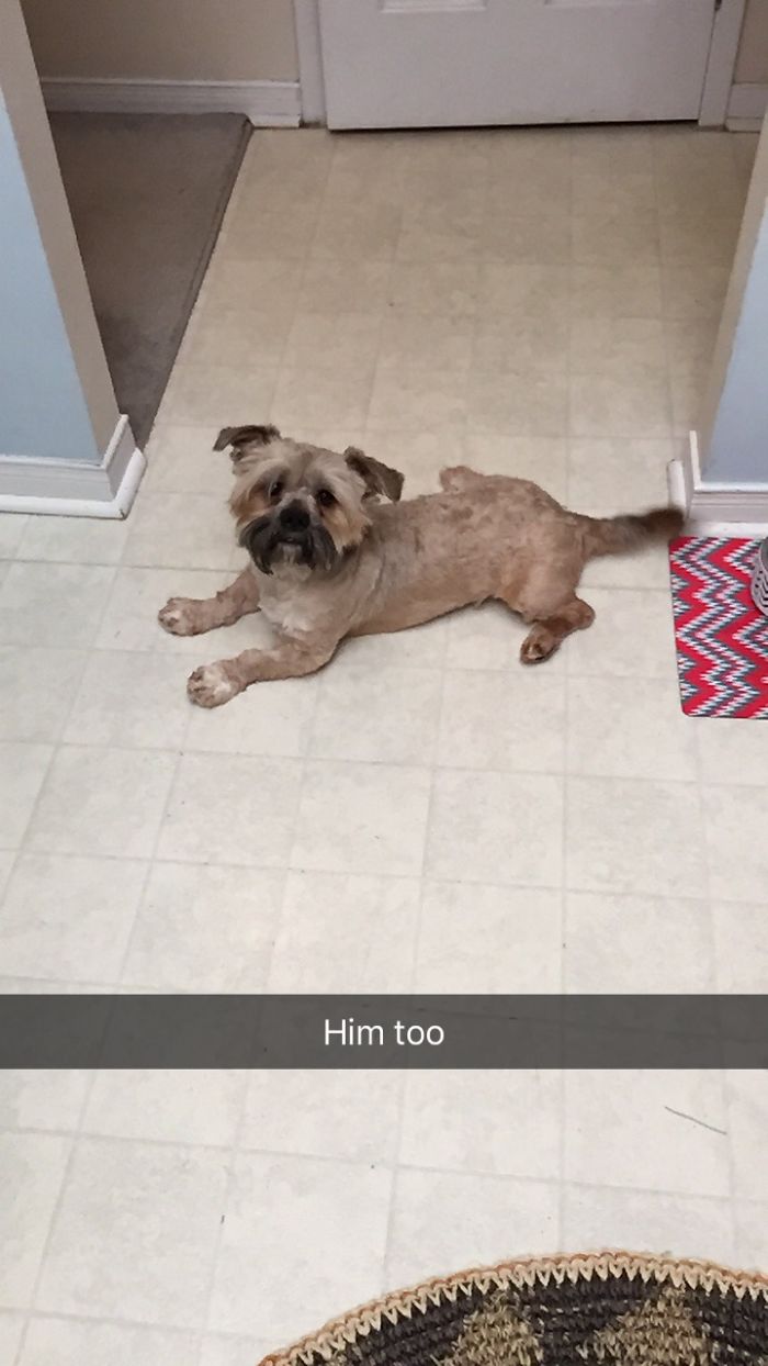 Hey Pandas, This Time Share Pictures Of Your Doggos And Puppers Acting Weird Hey Pandas, This Time Share Pictures Of Your Doggos And Puppers Acting Weird