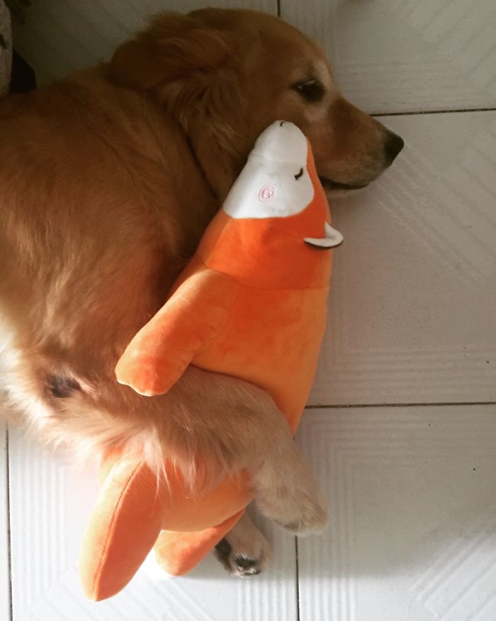 Hey Pandas, This Time Share Pictures Of Your Doggos And Puppers Acting Weird Hey Pandas, This Time Share Pictures Of Your Doggos And Puppers Acting Weird