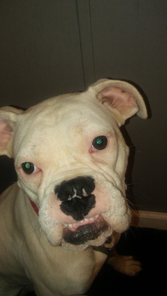 Hey Pandas, This Time Share Pictures Of Your Doggos And Puppers Acting Weird Hey Pandas, This Time Share Pictures Of Your Doggos And Puppers Acting Weird