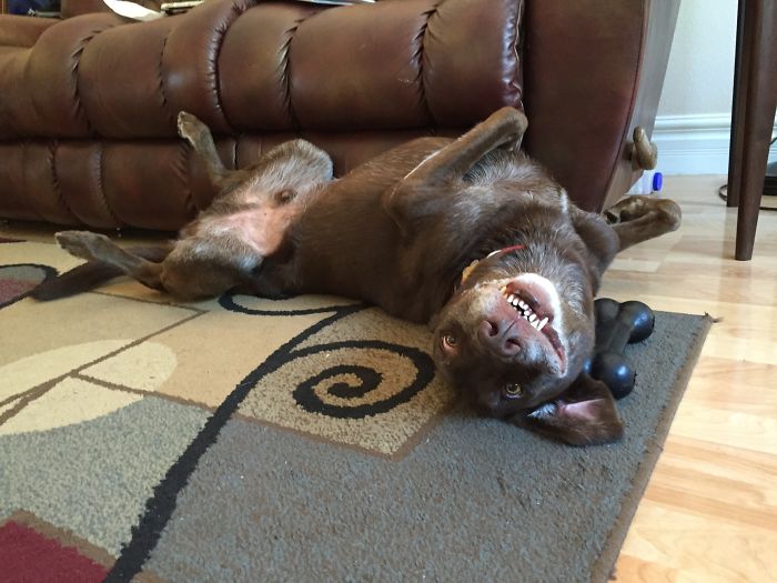 Hey Pandas, This Time Share Pictures Of Your Doggos And Puppers Acting Weird Hey Pandas, This Time Share Pictures Of Your Doggos And Puppers Acting Weird