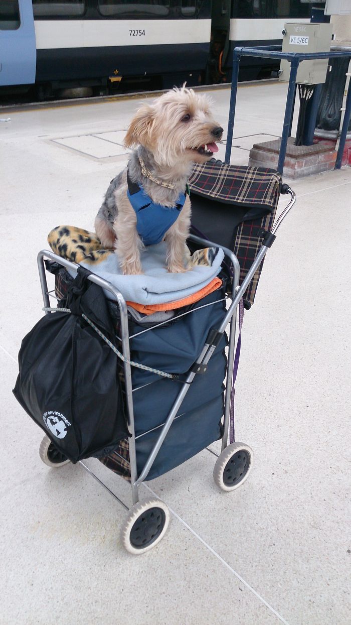 Hey Pandas, This Time Share Pictures Of Your Doggos And Puppers Acting Weird Hey Pandas, This Time Share Pictures Of Your Doggos And Puppers Acting Weird