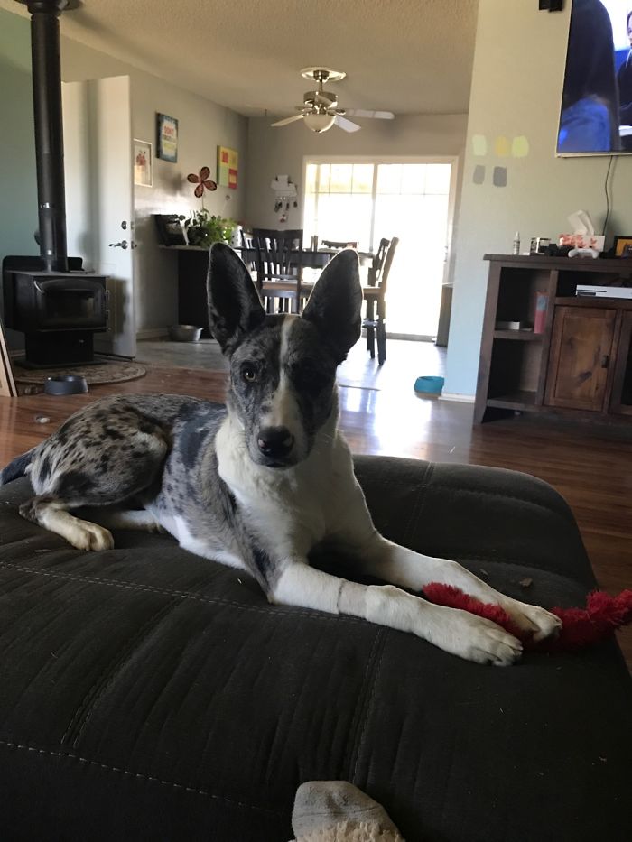 Hey Pandas, This Time Share Pictures Of Your Doggos And Puppers Acting Weird Hey Pandas, This Time Share Pictures Of Your Doggos And Puppers Acting Weird