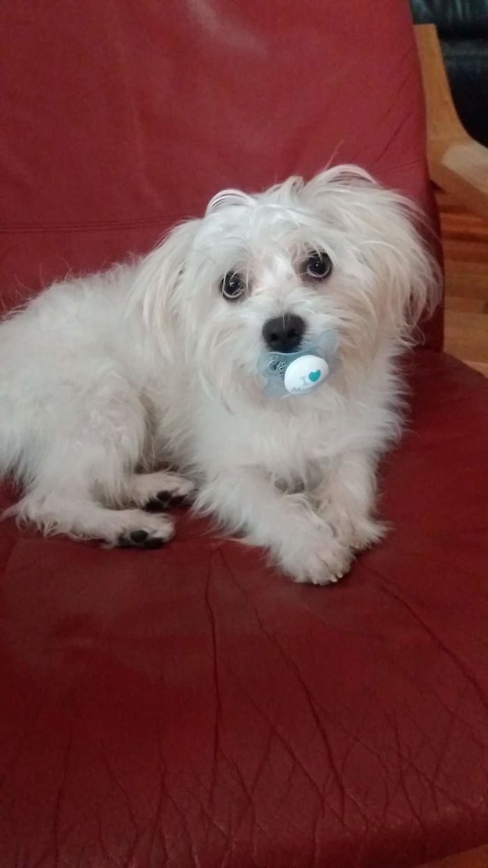 Hey Pandas, This Time Share Pictures Of Your Doggos And Puppers Acting Weird Hey Pandas, This Time Share Pictures Of Your Doggos And Puppers Acting Weird