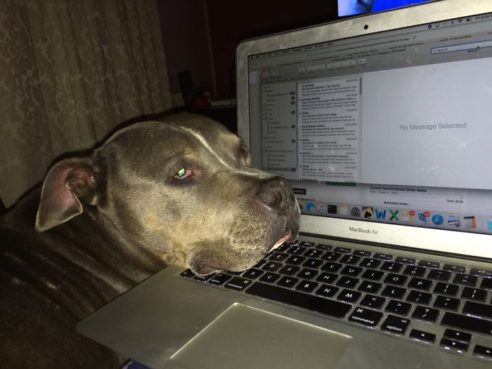 Hey Pandas, This Time Share Pictures Of Your Doggos And Puppers Acting Weird Hey Pandas, This Time Share Pictures Of Your Doggos And Puppers Acting Weird