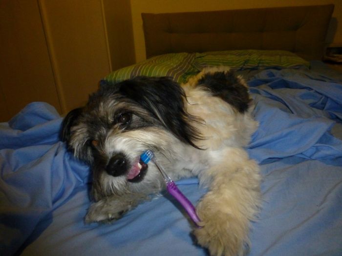 Hey Pandas, This Time Share Pictures Of Your Doggos And Puppers Acting Weird Hey Pandas, This Time Share Pictures Of Your Doggos And Puppers Acting Weird