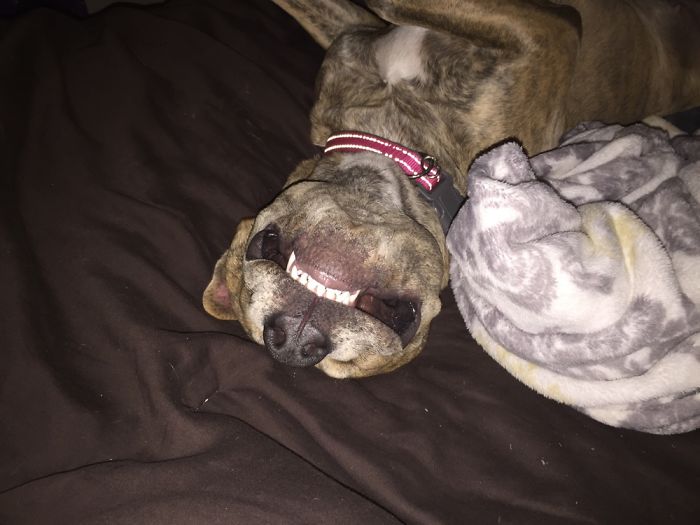 Hey Pandas, This Time Share Pictures Of Your Doggos And Puppers Acting Weird Hey Pandas, This Time Share Pictures Of Your Doggos And Puppers Acting Weird