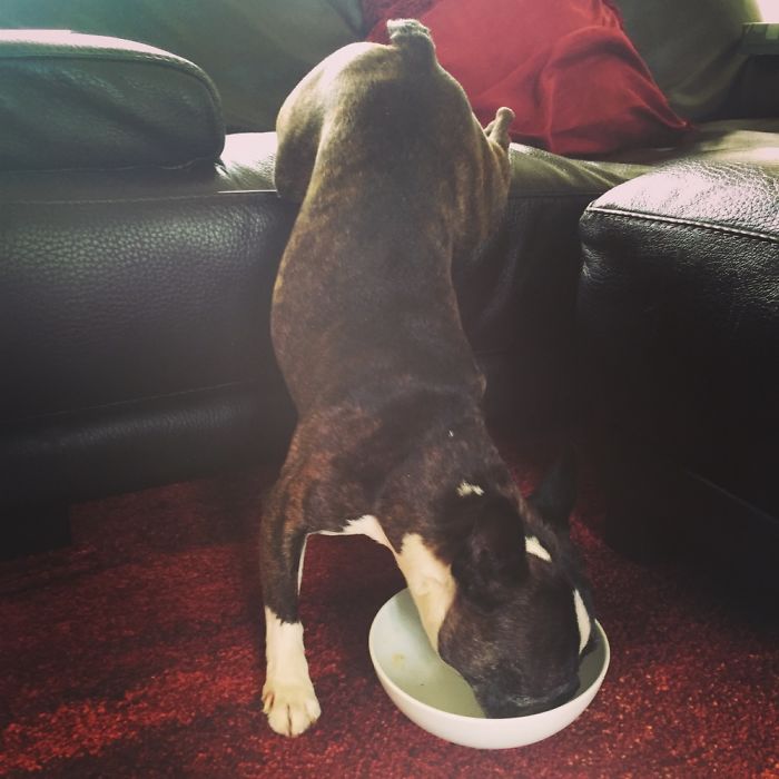 Hey Pandas, This Time Share Pictures Of Your Doggos And Puppers Acting Weird Hey Pandas, This Time Share Pictures Of Your Doggos And Puppers Acting Weird