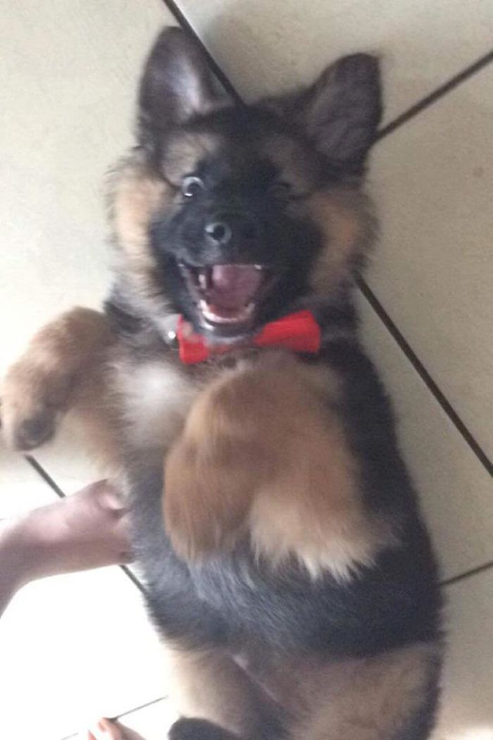 Hey Pandas, This Time Share Pictures Of Your Doggos And Puppers Acting Weird Hey Pandas, This Time Share Pictures Of Your Doggos And Puppers Acting Weird