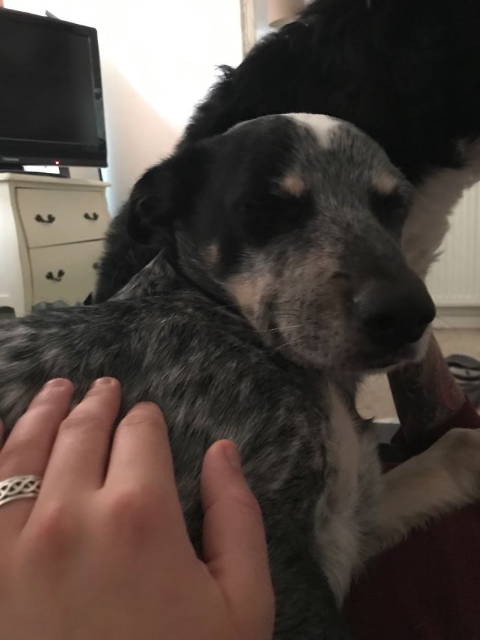 Hey Pandas, This Time Share Pictures Of Your Doggos And Puppers Acting Weird Hey Pandas, This Time Share Pictures Of Your Doggos And Puppers Acting Weird