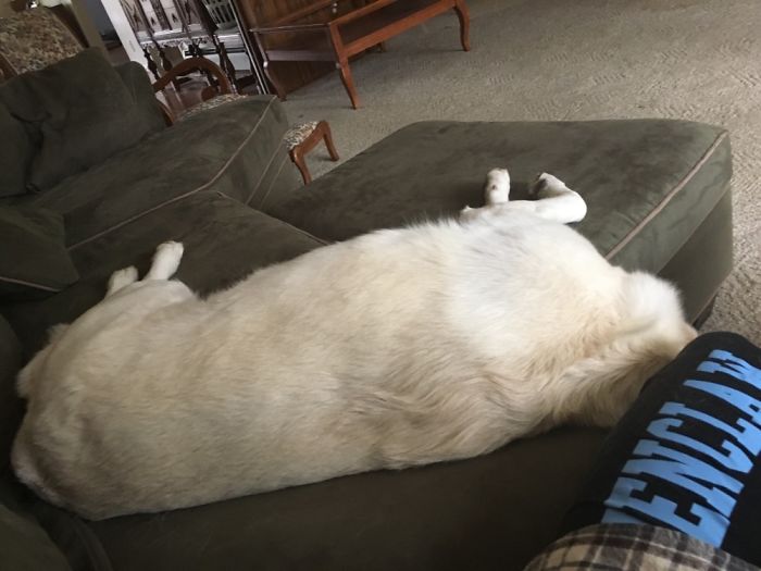 Hey Pandas, This Time Share Pictures Of Your Doggos And Puppers Acting Weird Hey Pandas, This Time Share Pictures Of Your Doggos And Puppers Acting Weird