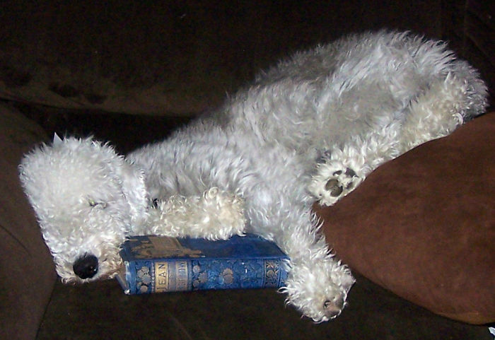 Hey Pandas, This Time Share Pictures Of Your Doggos And Puppers Acting Weird Hey Pandas, This Time Share Pictures Of Your Doggos And Puppers Acting Weird