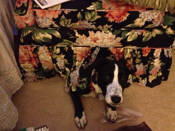 Hey Pandas, This Time Share Pictures Of Your Doggos And Puppers Acting Weird Hey Pandas, This Time Share Pictures Of Your Doggos And Puppers Acting Weird