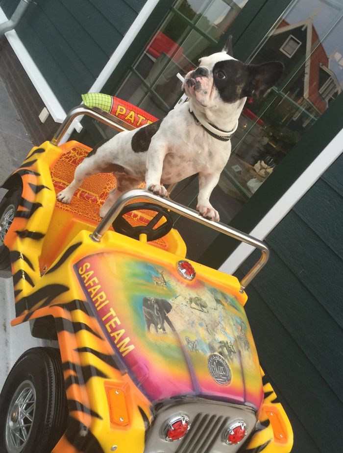 Hey Pandas, This Time Share Pictures Of Your Doggos And Puppers Acting Weird Hey Pandas, This Time Share Pictures Of Your Doggos And Puppers Acting Weird