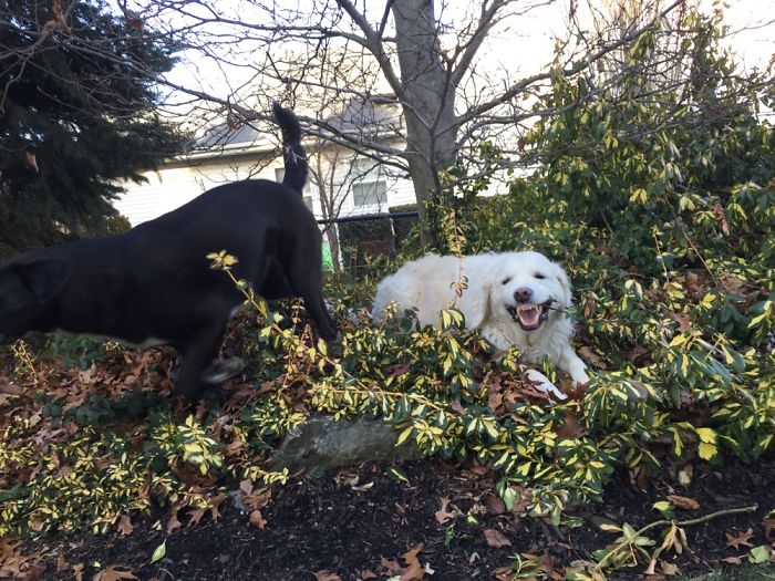 Hey Pandas, This Time Share Pictures Of Your Doggos And Puppers Acting Weird Hey Pandas, This Time Share Pictures Of Your Doggos And Puppers Acting Weird