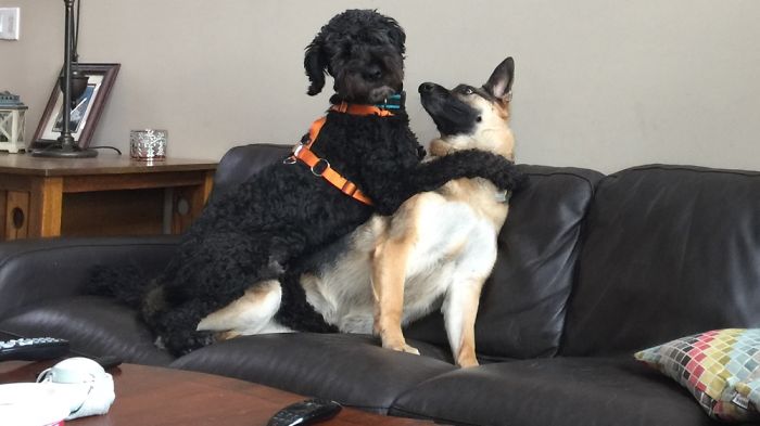 Hey Pandas, This Time Share Pictures Of Your Doggos And Puppers Acting Weird Hey Pandas, This Time Share Pictures Of Your Doggos And Puppers Acting Weird