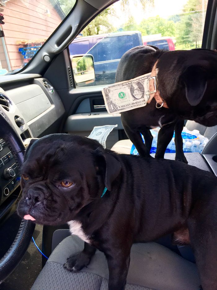 Hey Pandas, This Time Share Pictures Of Your Doggos And Puppers Acting Weird Hey Pandas, This Time Share Pictures Of Your Doggos And Puppers Acting Weird