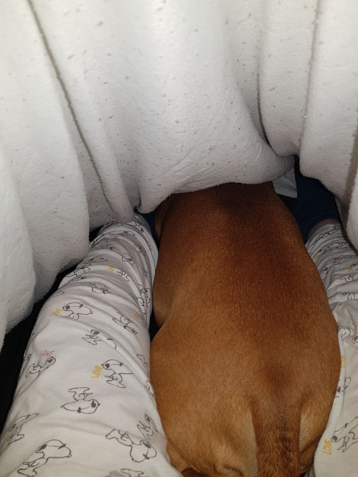 Hey Pandas, This Time Share Pictures Of Your Doggos And Puppers Acting Weird Hey Pandas, This Time Share Pictures Of Your Doggos And Puppers Acting Weird