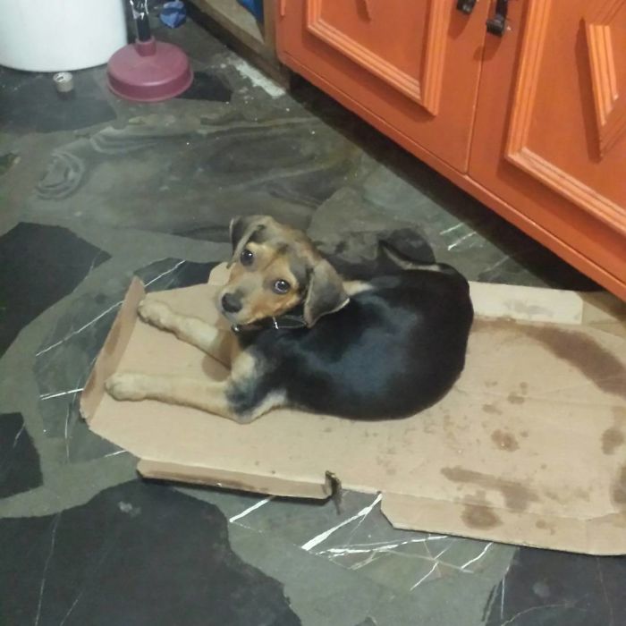 Hey Pandas, This Time Share Pictures Of Your Doggos And Puppers Acting Weird Hey Pandas, This Time Share Pictures Of Your Doggos And Puppers Acting Weird