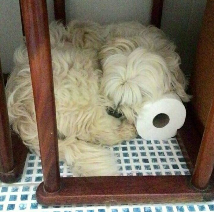 Hey Pandas, This Time Share Pictures Of Your Doggos And Puppers Acting Weird Hey Pandas, This Time Share Pictures Of Your Doggos And Puppers Acting Weird