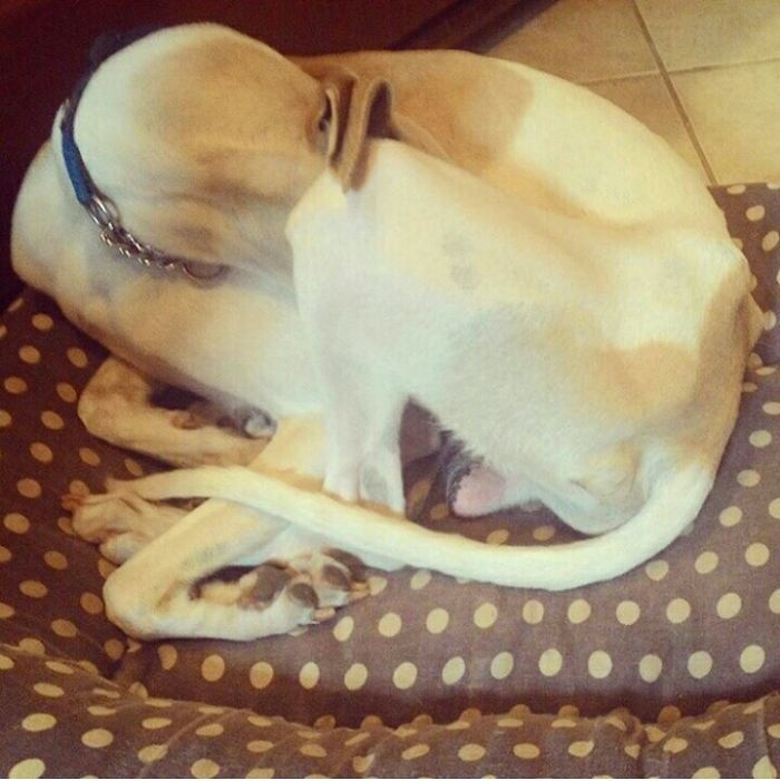 Hey Pandas, This Time Share Pictures Of Your Doggos And Puppers Acting Weird Hey Pandas, This Time Share Pictures Of Your Doggos And Puppers Acting Weird