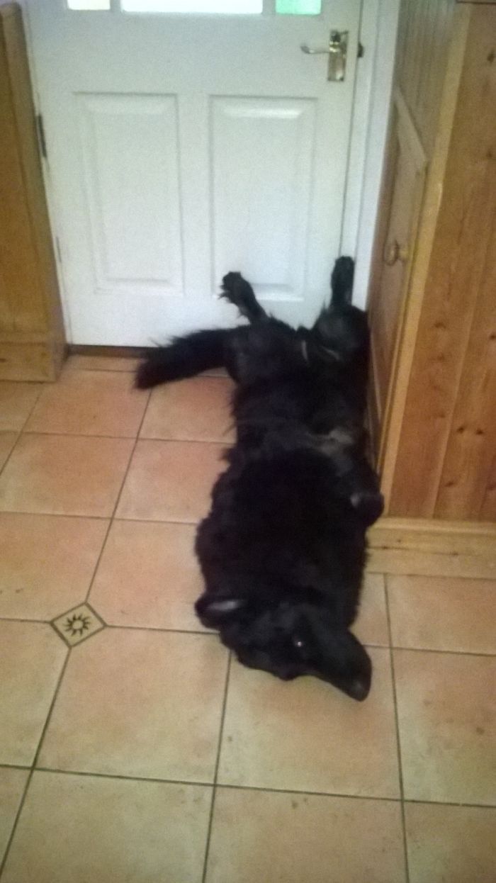 Hey Pandas, This Time Share Pictures Of Your Doggos And Puppers Acting Weird Hey Pandas, This Time Share Pictures Of Your Doggos And Puppers Acting Weird