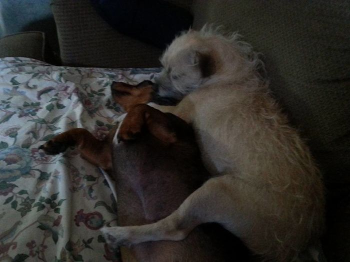 Hey Pandas, This Time Share Pictures Of Your Doggos And Puppers Acting Weird Hey Pandas, This Time Share Pictures Of Your Doggos And Puppers Acting Weird