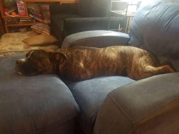 Hey Pandas, This Time Share Pictures Of Your Doggos And Puppers Acting Weird Hey Pandas, This Time Share Pictures Of Your Doggos And Puppers Acting Weird