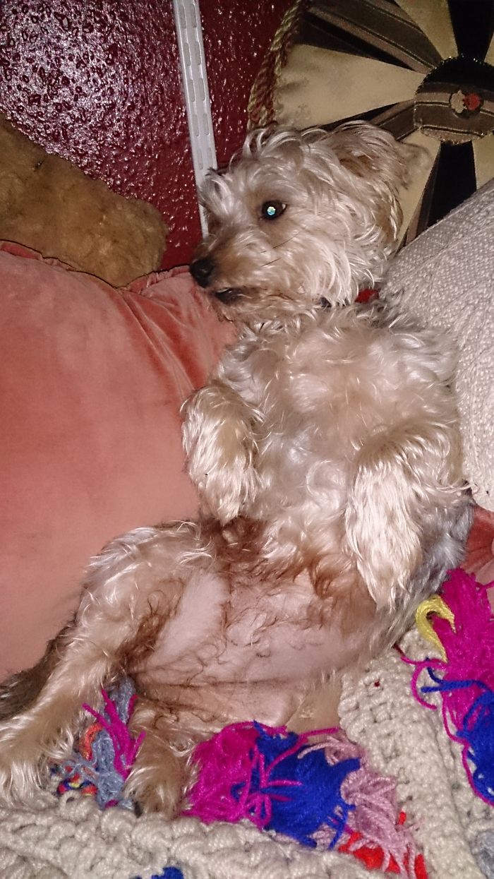 Hey Pandas, This Time Share Pictures Of Your Doggos And Puppers Acting Weird Hey Pandas, This Time Share Pictures Of Your Doggos And Puppers Acting Weird