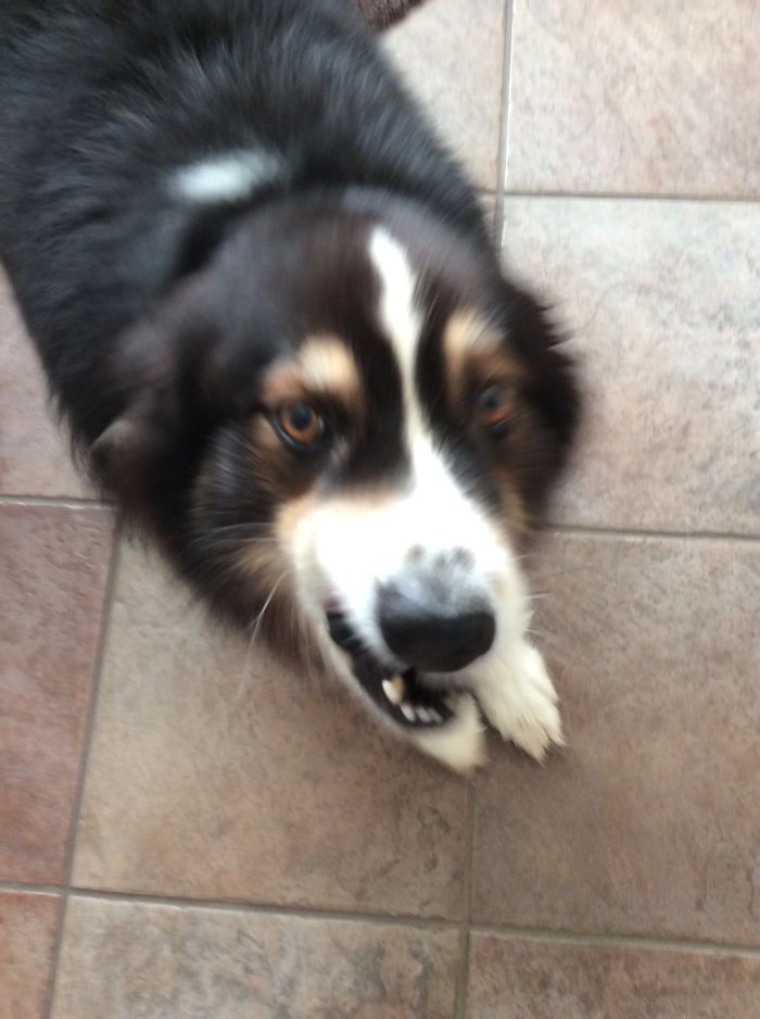 Hey Pandas, This Time Share Pictures Of Your Doggos And Puppers Acting Weird Hey Pandas, This Time Share Pictures Of Your Doggos And Puppers Acting Weird