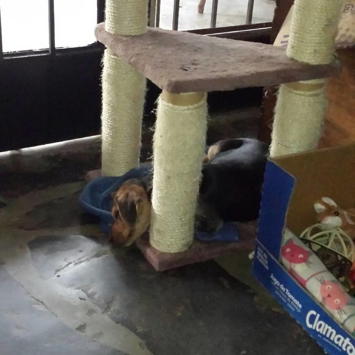 Hey Pandas, This Time Share Pictures Of Your Doggos And Puppers Acting Weird Hey Pandas, This Time Share Pictures Of Your Doggos And Puppers Acting Weird