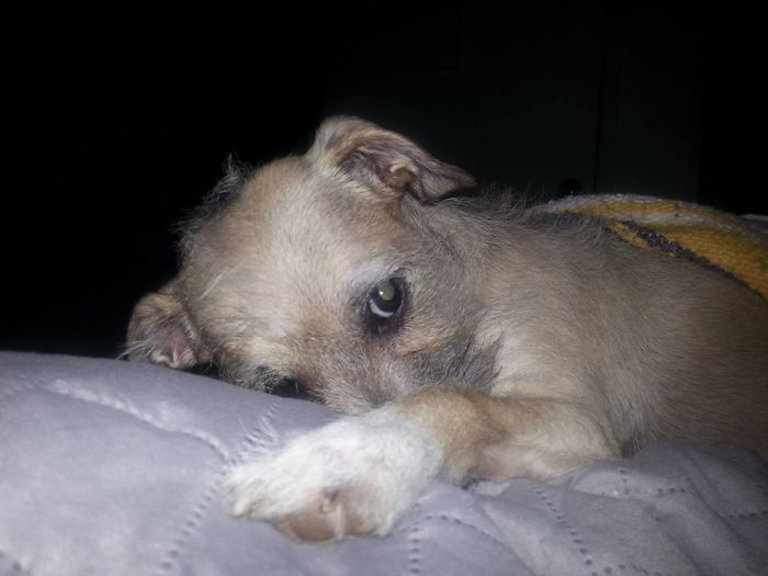 Hey Pandas, This Time Share Pictures Of Your Doggos And Puppers Acting Weird Hey Pandas, This Time Share Pictures Of Your Doggos And Puppers Acting Weird