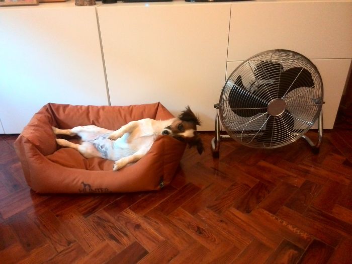 Hey Pandas, This Time Share Pictures Of Your Doggos And Puppers Acting Weird Hey Pandas, This Time Share Pictures Of Your Doggos And Puppers Acting Weird