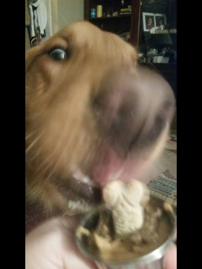 Hey Pandas, This Time Share Pictures Of Your Doggos And Puppers Acting Weird Hey Pandas, This Time Share Pictures Of Your Doggos And Puppers Acting Weird